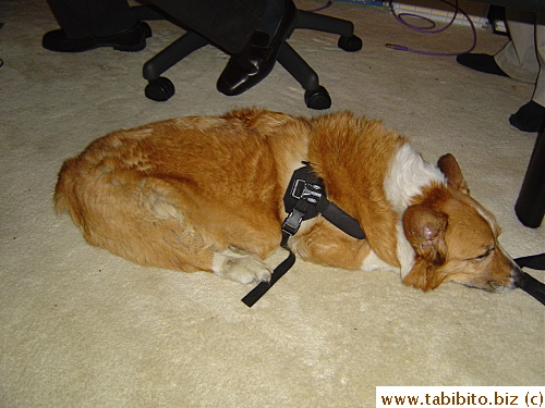 The friend's corgi is unfortuately paralysed from the waist down.  Poor poor dog, luckily he has a warm home and a loving owner