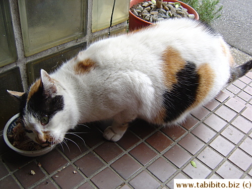 Mama Cat chomping happily on her food