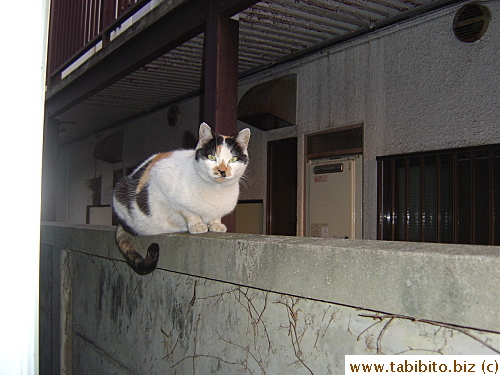 She waits patiently on the wall