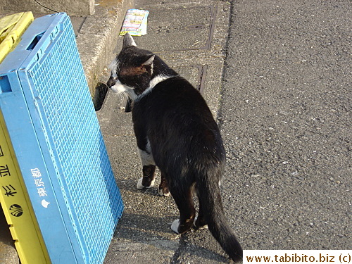 Another alleged boyfriend of Mama Cat who is at that moment checking out his arch rival