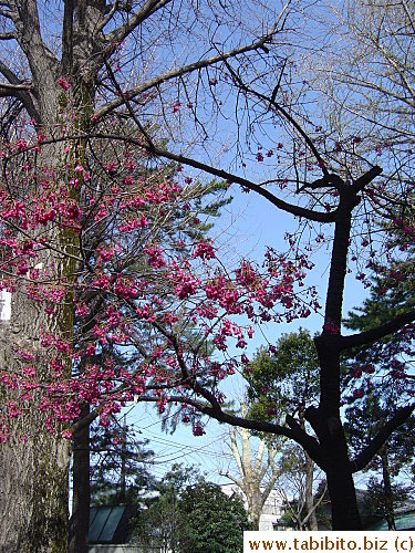 The hot pink cherry tree