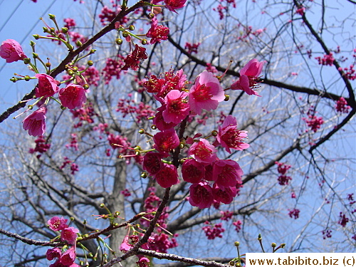 Lots of flowers