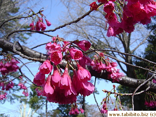 Clusters of blossoms