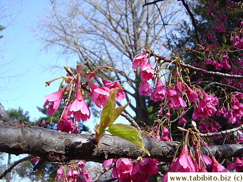 A tiny new leaf emerges from the branch