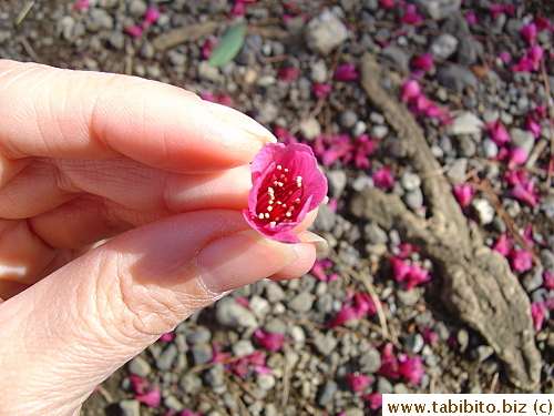 A flower in closeup