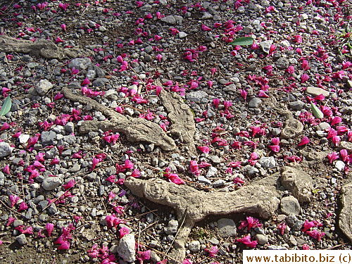 The ground under the tree is strewn with fallen flowers 