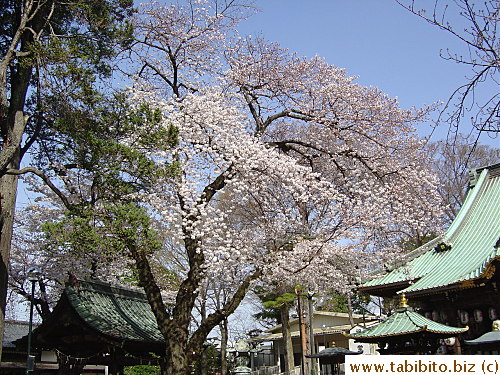 Large cherry tree