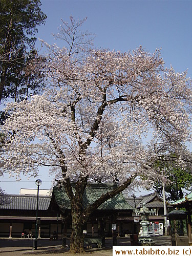 Another large tree