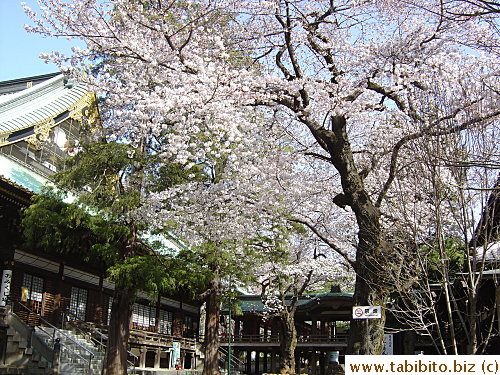 A cherry tree beside the shrine