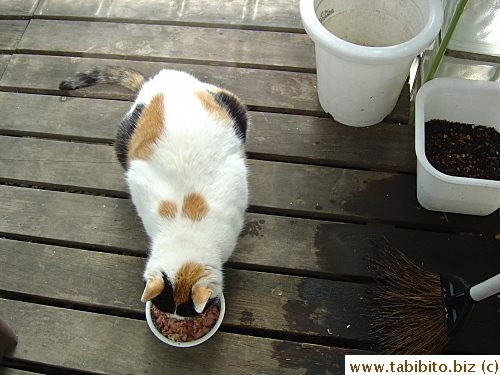 Mama Cat lost her baby fat fast
