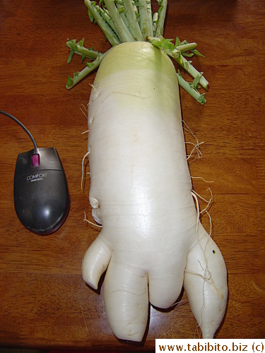 KL says it is an ugly daikon and looks like a foot