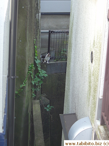 Two of the four kittens looking down on their lost sibling