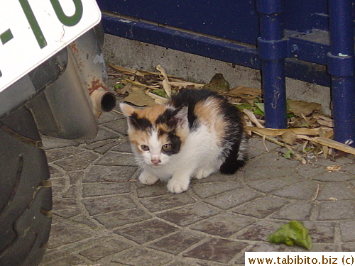 The little guy which is forced to live away from its sibling for the moment