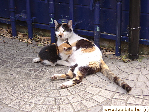 It has Mama Cat all to itself during feeding time since its fall from the ledge