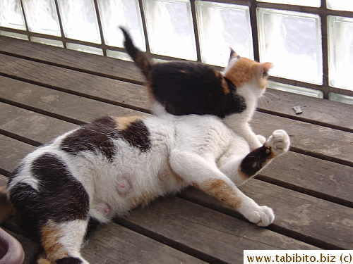 Feisty playing with her mother is a thing of the past