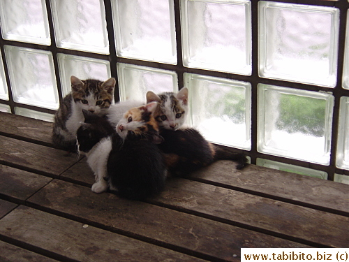 Tiny balls of fur with cute faces