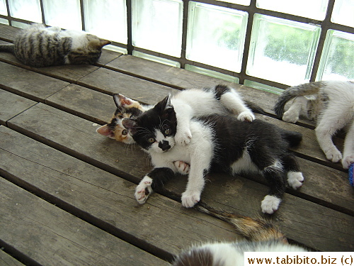 Feisty wrestles with her sister