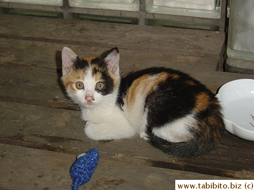 This shy little kitten will get spooked over the smallest thing 