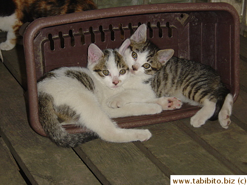 Tabby on the right is now separated with his brother…(sigh)