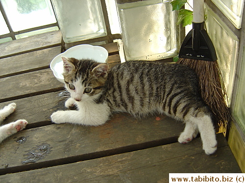 Tabby is the other one who also got caught