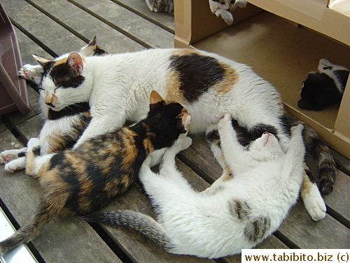 Mother uses Feisty as a pillow and Patchy has a weird sleeping pose