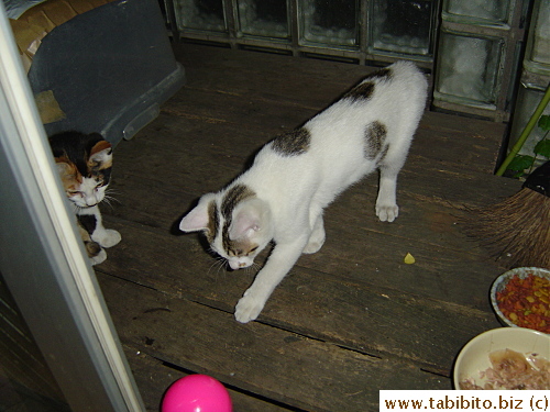 A kitten chases the ball