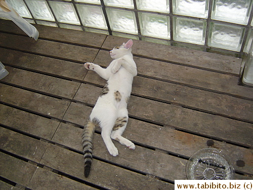 This kitten, who has grown a lot in three months, likes to sleep on his back