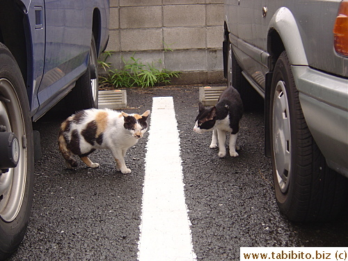 Mama Cat is marked by this black and white tom for days