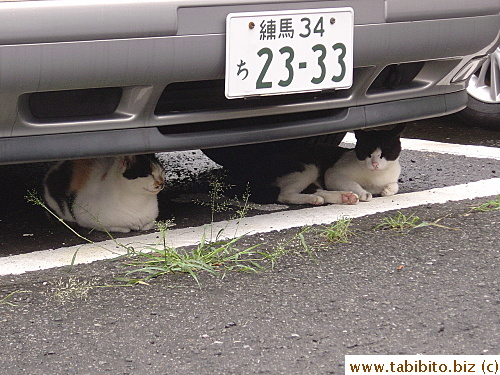 He sits close by her everywhere