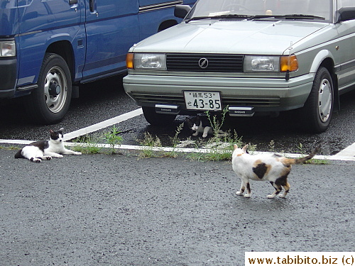 One day two tom cats followed Mama Cat around