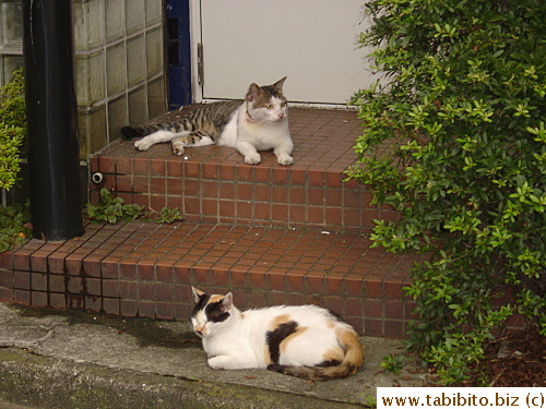 A third tabby tom cat also shows interest in her