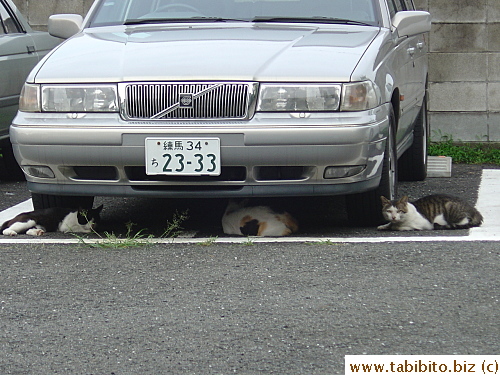 Mama Cat is very popular for several days