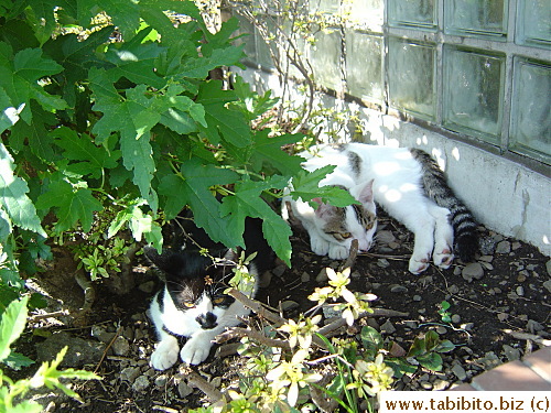 The two kitties take a rest under the shade