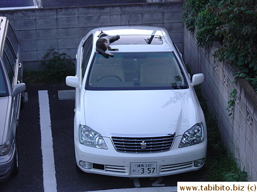 Wounded cat napping on a car