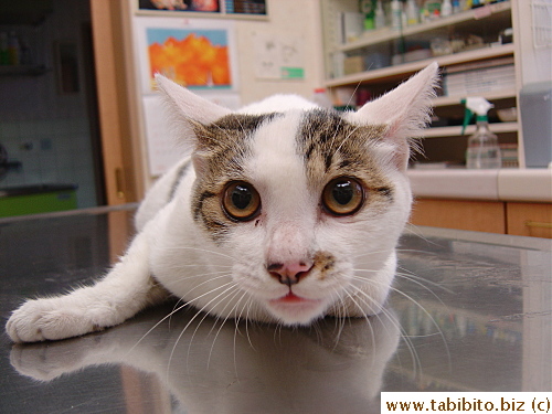 He couldn't manage to even stand up on the vet's table