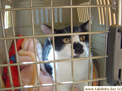 Neegau in the carry case at the vet's waiting room, she's very scared