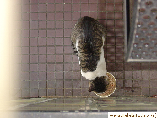 Wounded cat eating lunch outside our door