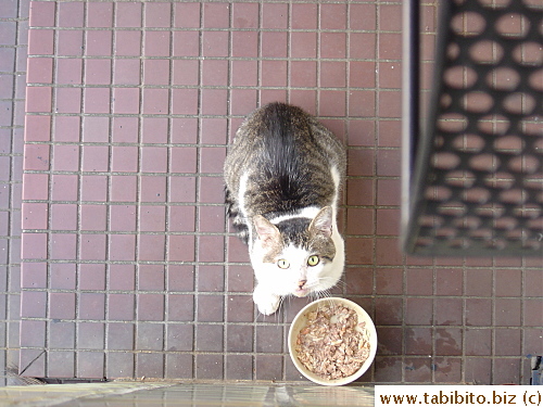 I took this picture from the balcony upstairs and as soon as he spotted me, he bolted and left his half-eaten food behind