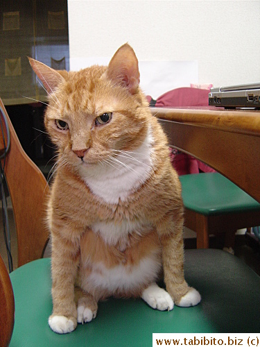 His front legs are too wide apart