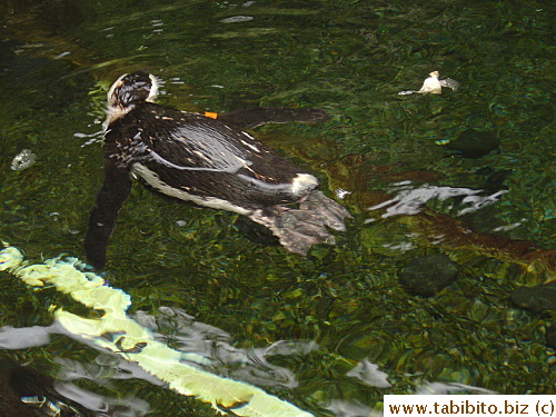 This penguin is male, identified by the tag on his right wing. Females have tags on the left wings