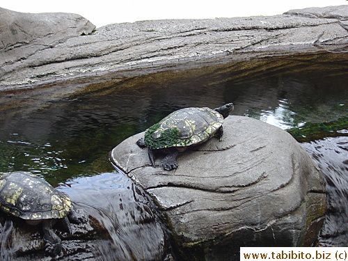 Moldy turtle. I felt like rubbing it down with vinegar