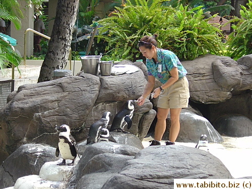 Penguin feeding