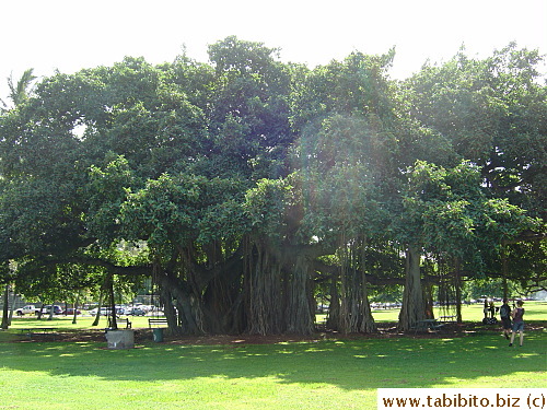 An enormous banyan tree in a park on our way to Diamond Head