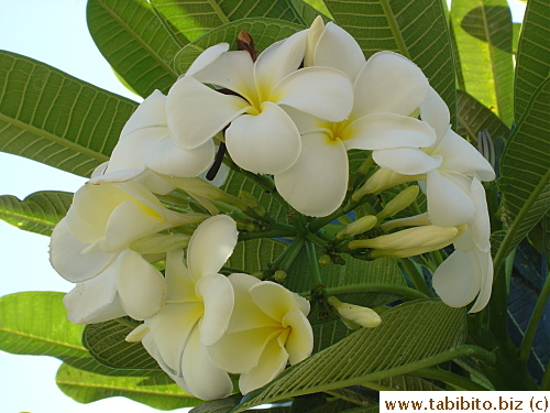 Plumeria (Frangipani) is also known as the Lei flower