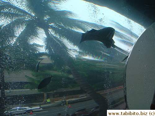 Stingray swimming in front of a palm tree