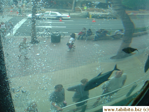 Passersby admire the fish from the street