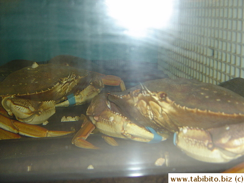 Dungeness crabs