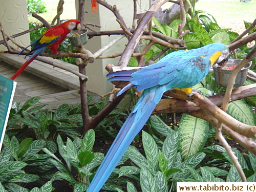 Two parrots inside Hilton