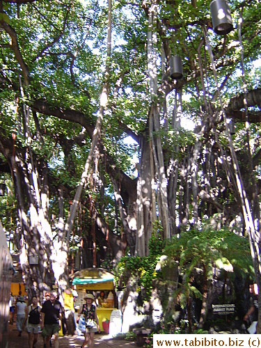 A large banyan tree in there also