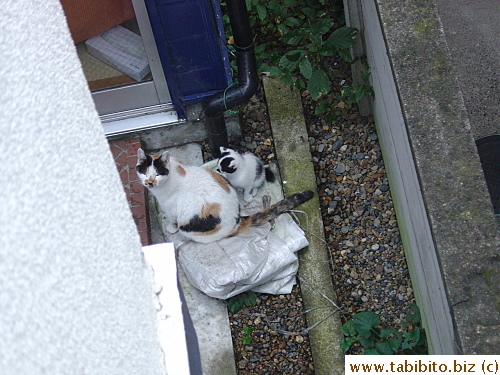 Mama Cat and her baby